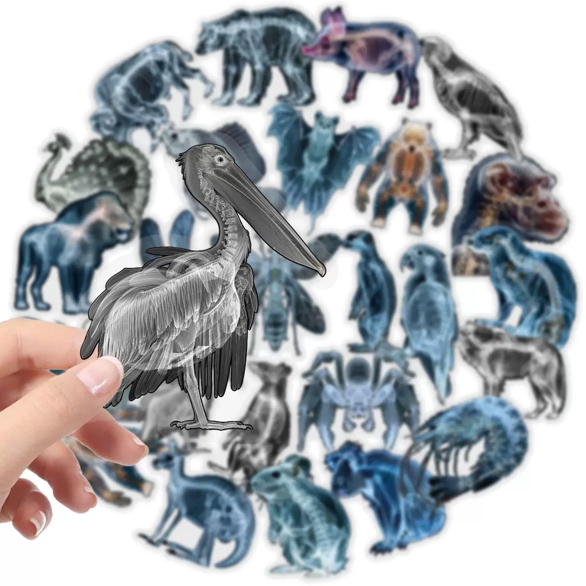 Autocollants squelette d'anima - Kids Xray Toys avis et prix