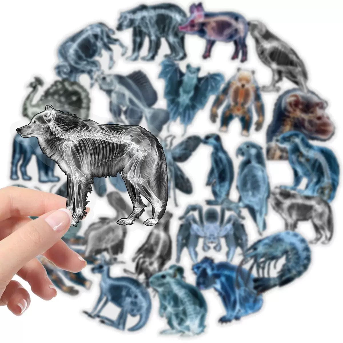 Autocollants squelette d'anima - Kids Xray Toys avis et prix
